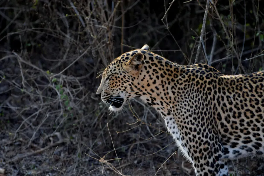 Spotted deer grazing in Yala National Park