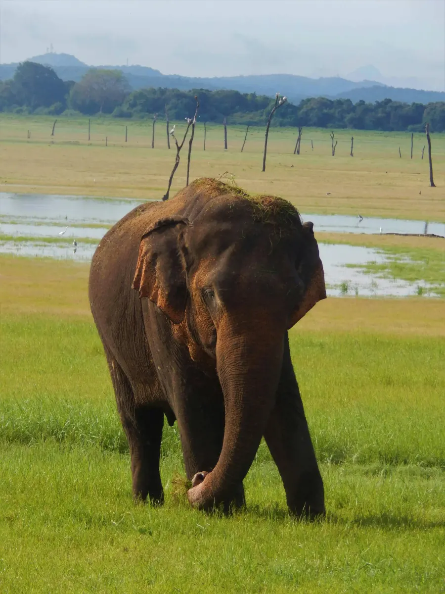 Wild buffalo cooling off in a Yala waterhole