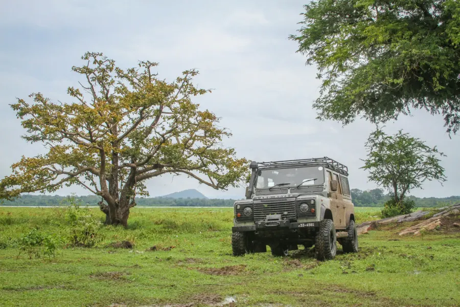 Leopard resting in the shade during a Yala jeep safari